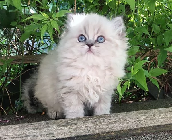 persiano chinchilla silver | Foto 1