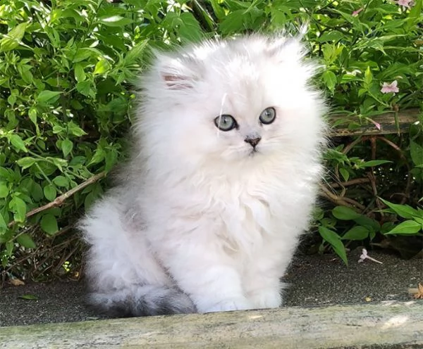 persiano chinchilla silver | Foto 0