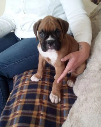 boxer cuccioli di 3 mesi | Foto 2