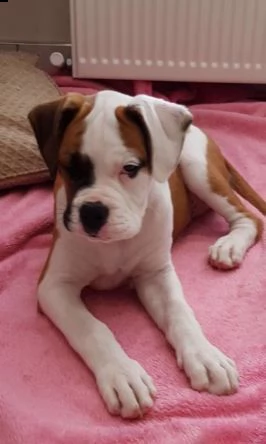 boxer cuccioli di 3 mesi | Foto 1