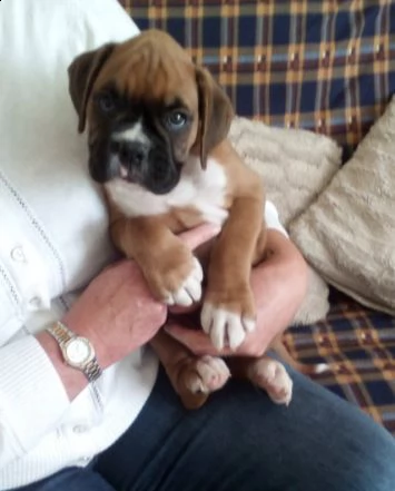 boxer cuccioli di 3 mesi | Foto 0