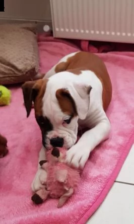 boxer cuccioli di 3 mesi