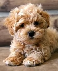 offro in adozione cucciolata di micro barboncino prestigiosa e favolosi cucciolato e cucciolata di  