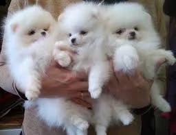 giocattolo regalo cuccioli di pomerania toy i cuccioli di pomerania sono disponibili per l'adozione,