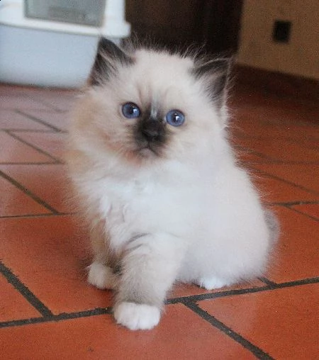 offro in regalo sacro birmani gattini con pedigree . cuccioli di  sacro birmani siamo urgentemente a