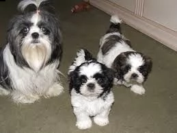 cuccioli di shitzu disponibile per l'adozione ,statura molto piccola, i cuccioli hanno circa 2 mesi,