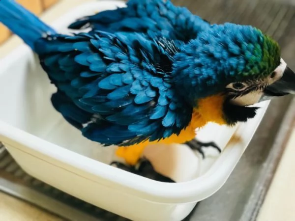 giovani pappagalli ara babby pronti per un nuovo proprietario e casa in modo che possano crescere pe