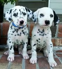 adorabili cuccioli dalmata sono perfetti per ogni famiglia 