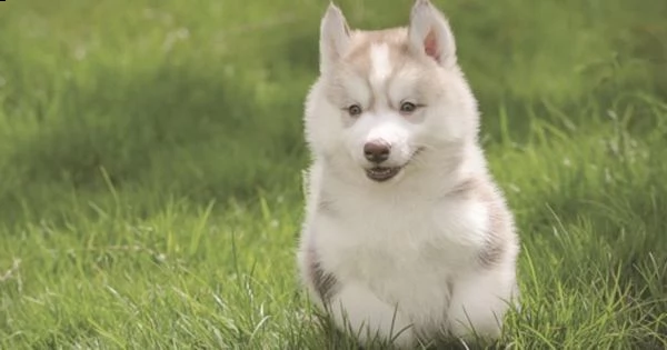 adorabili cuccioli husky sono perfetti per ogni famiglia 