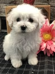 adorabili cuccioli bichon sono perfetti per ogni famiglia