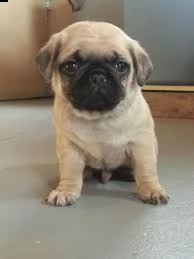 cuccioli carlino  sono perfetti per ogni famiglia