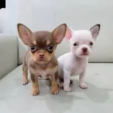cuccioli chihuahua sono perfetti per ogni famiglia