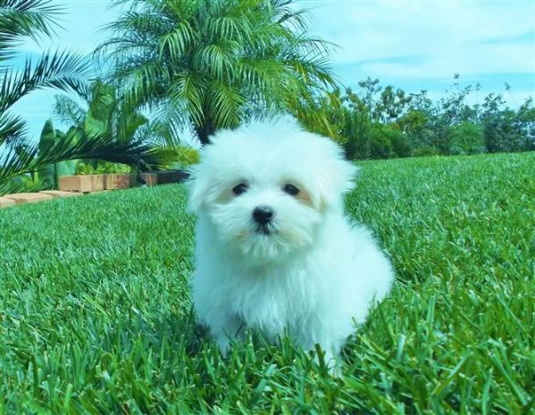 regalo cucciolo 6 cuccioli in cerca di casa