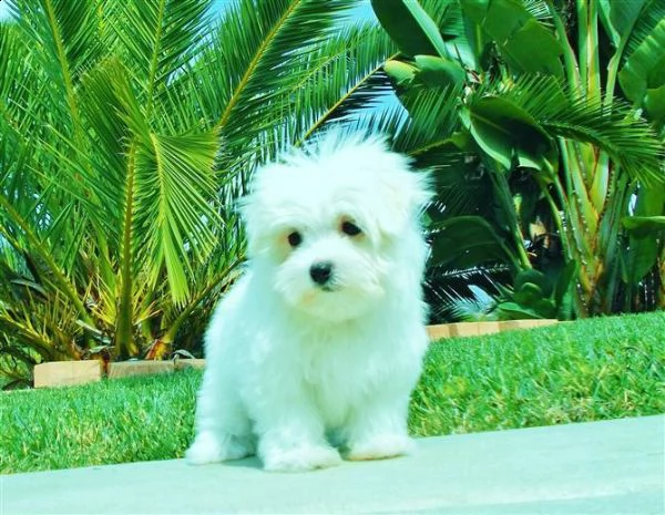 regalo cucciolo 6 cuccioli in cerca di casa | Foto 1