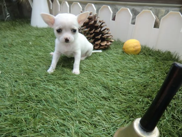 disponibili 3 femminucce e 1 maschietto di chihuahua praga rosso cervo hanno 60gg svermati diverse v