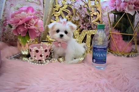 offro in adozione cucciolata di nano maltesi prestigiosa e favolosi cucciolato e cucciolata di malte