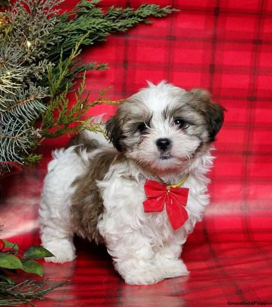 cuccioli di shitzu disponibile per l'adozione ,statura molto piccola, i cuccioli hanno circa 2 mesi, | Foto 0