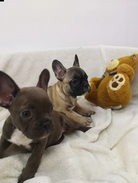 cuccioli di bulldog francese