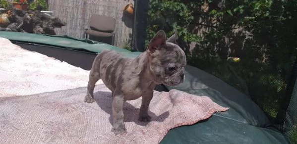 cuccioli di bulldog francese | Foto 2