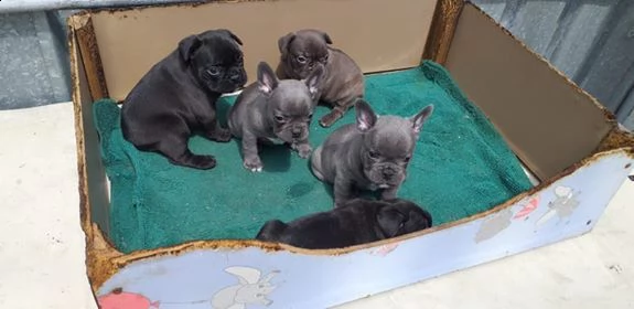 cuccioli di bulldog francese | Foto 0