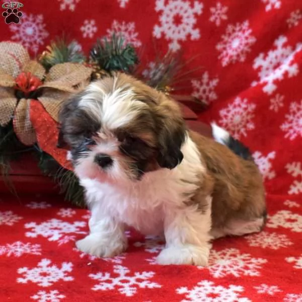  cuccioli di shitzu disponibile per l'adozione ,statura molto piccola, i cuccioli hanno circa 2 mesi | Foto 0