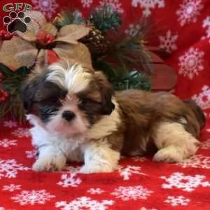  cuccioli di shitzu disponibile per l'adozione ,statura molto piccola, i cuccioli hanno circa 2 mesi