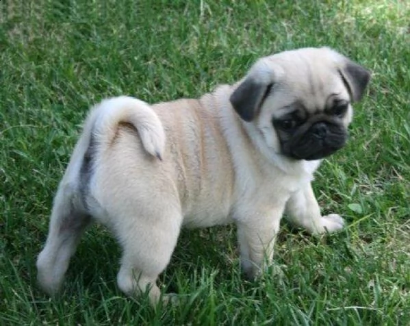 cuccioli di carlino disponibile per l'adozione ,statura molto piccola, i cuccioli hanno circa 2 mesi