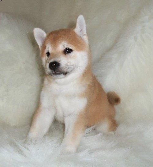  offro in adozione cucciolata di shiba inu cuccioli prestigiosa e favolosi cucciolato e cucciolata d