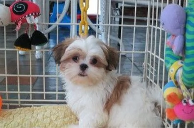 offro in adozione cucciolata di shitzu prestigiosa e favolosi cucciolato e cucciolata di shitzu , fa