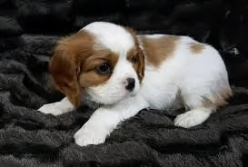 cavalier king cuccioli disponibile per l'adozione offro in adozione cucciolata di calvalier king pre