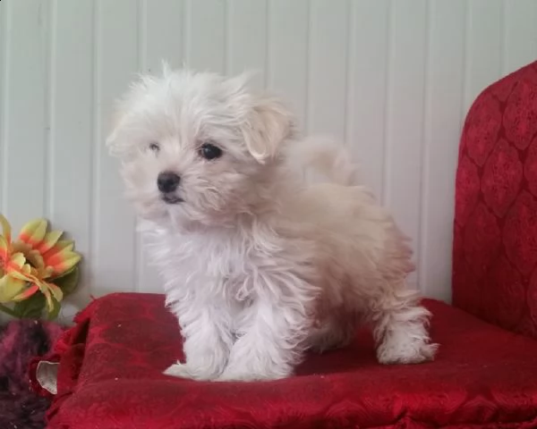cuccioli maltese italiani 