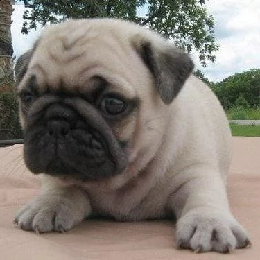 cucciolo di carlino.. | Foto 0