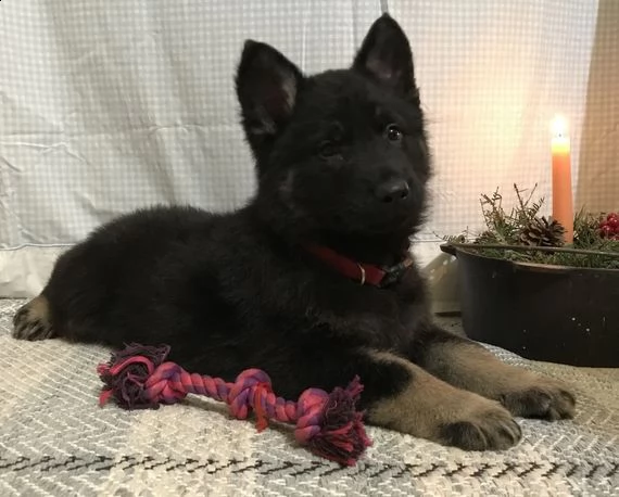 regalo pastor tedesco