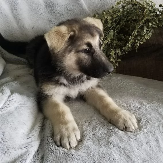 regalo pastor tedesco | Foto 0