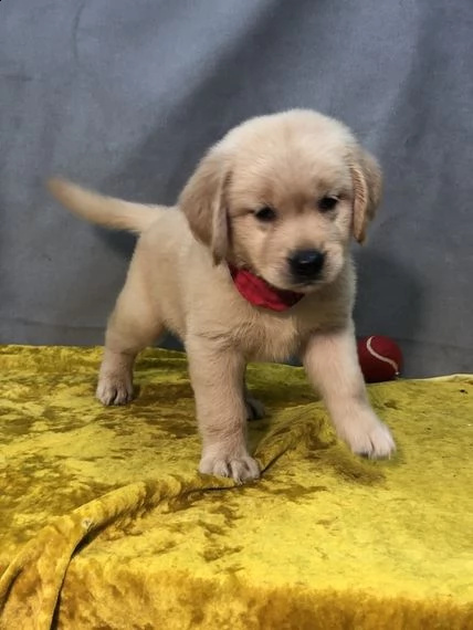 regalo golden retriever