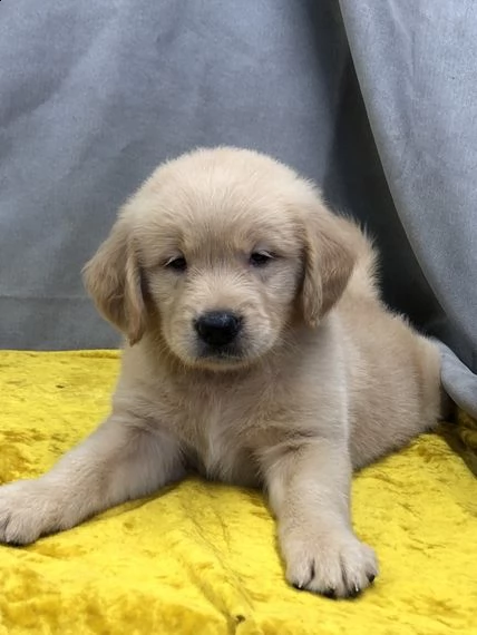 regalo golden retriever | Foto 0