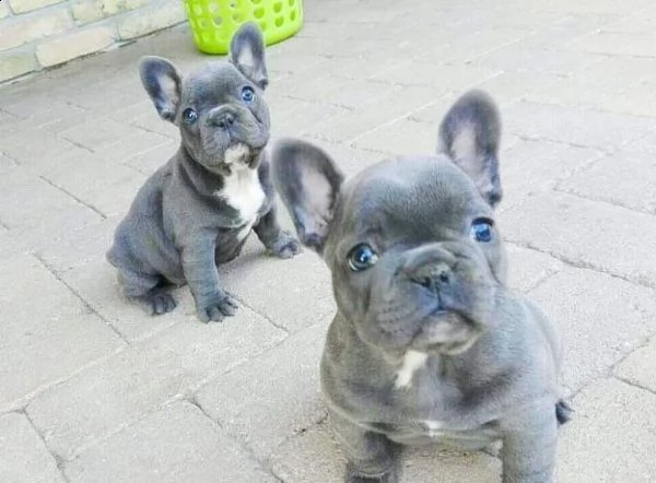 cucciola di bouledogue francese blu.