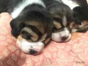 due cuccioli di tè beagle hanno bisogno