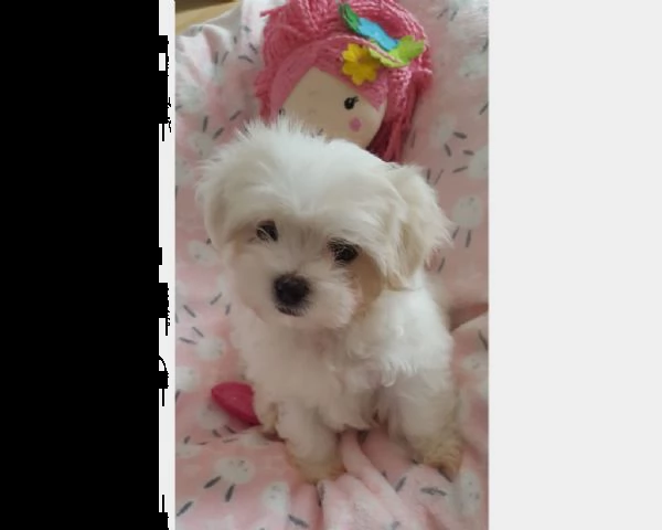 (maltese cuccioli bianchi)