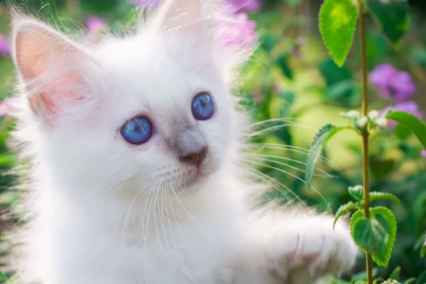 offro in regalo sacro birmani gattini con pedigree . cuccioli di  sacro birmani siamo urgentemente a