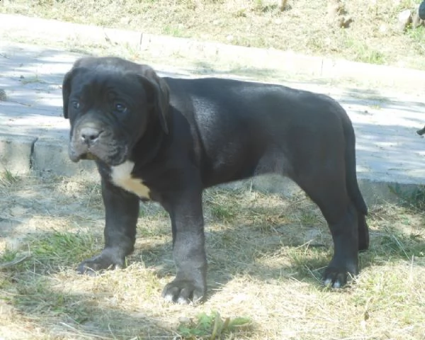 cuccioli di cane corso 