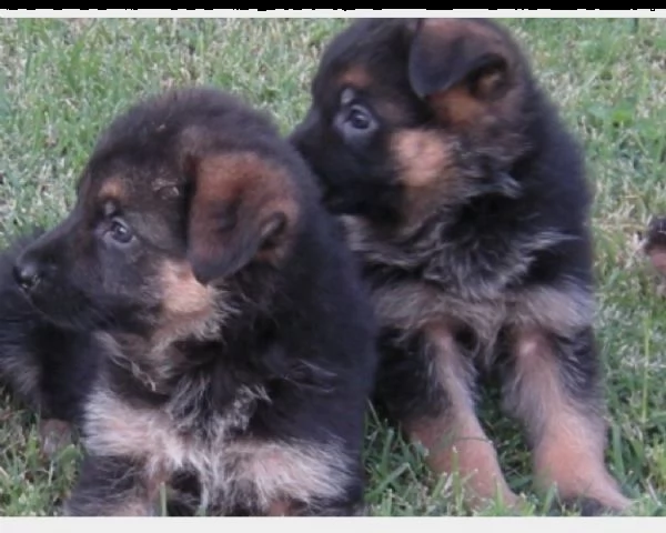 pastore tedesco maschio/femmina nero 