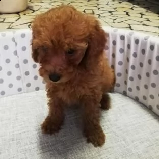  cucciolo di barboncino red maschio 