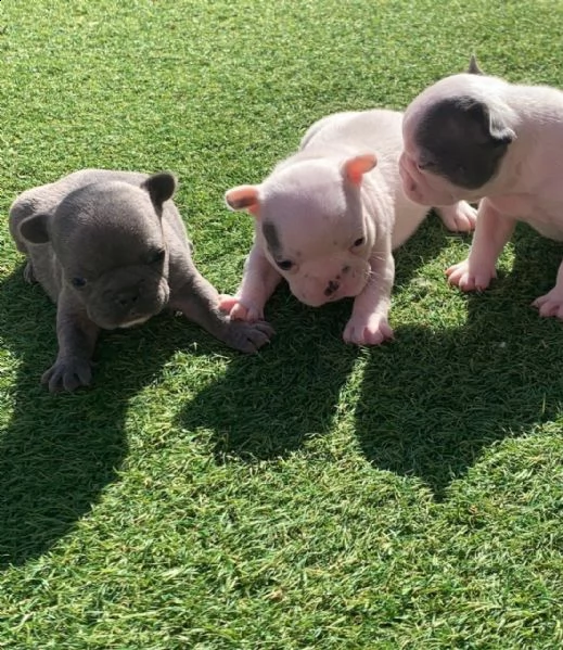 akc ha registrato cuccioli di bulldog francese