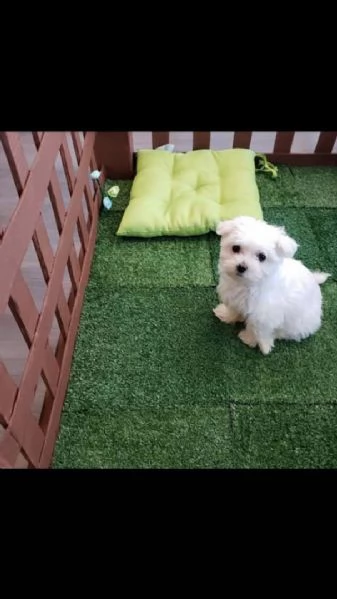 regalo maltese | Foto 0