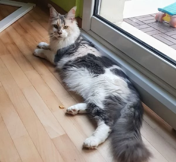 maine coon | Foto 1