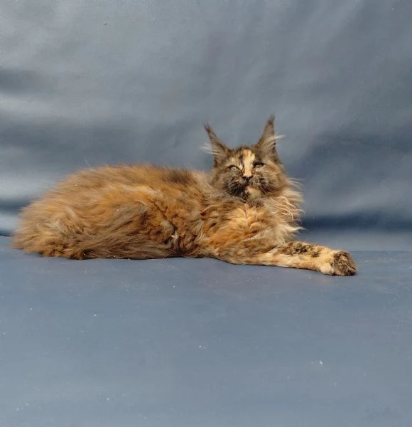 Maine coon  | Foto 2