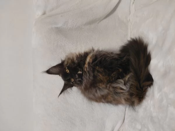Maine coon  | Foto 2