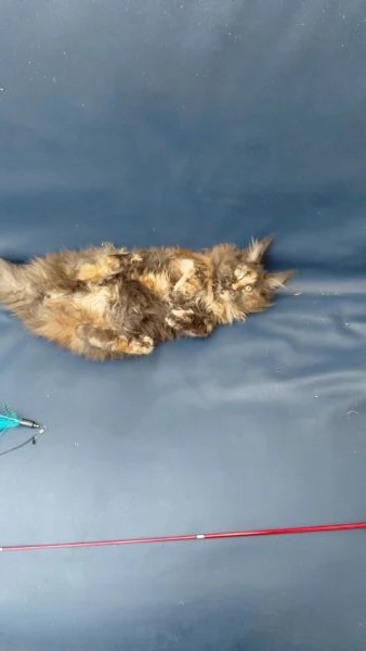 Maine coon  | Foto 0