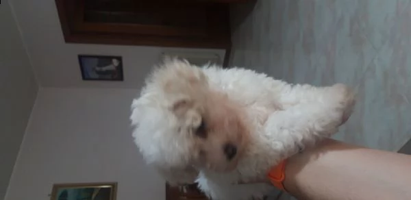 maltese toy di 3 mesi, cedo per incompatibilità con stile di vita, il cane viene ceduto
